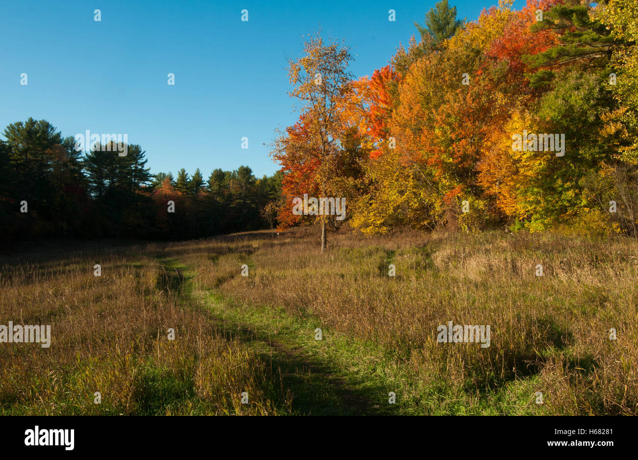 Un sentier de randonnée depuis la fin des arbres colorés des vents sur une après-midi d'automne dans le New Hampshire, USA. Banque D'Images Un sentier de randonnée depuis la fin des arbres colorés des vents sur une après-midi d'automne dans le New Hampshire, USA. Banque D'Images