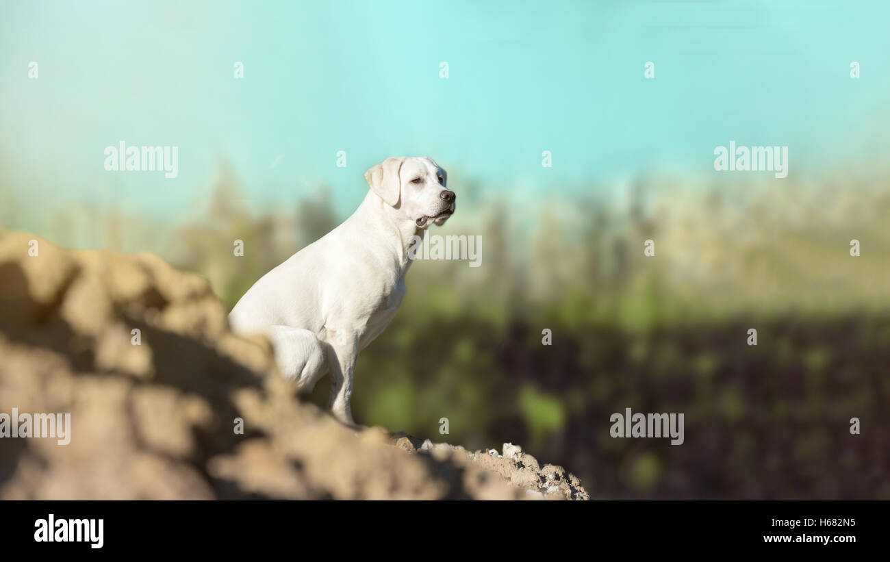 Jeune labrador retriever dog puppy sur une colline - Résumé Contexte orageux Banque D'Images