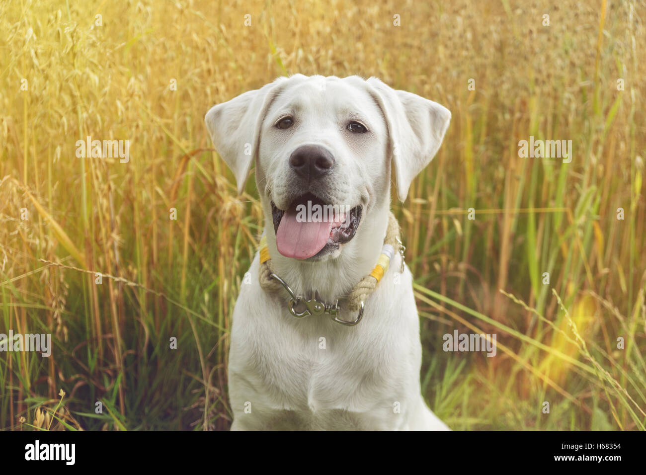 White labrador retriever dog puppy avec joli visage en face d'un champ Banque D'Images