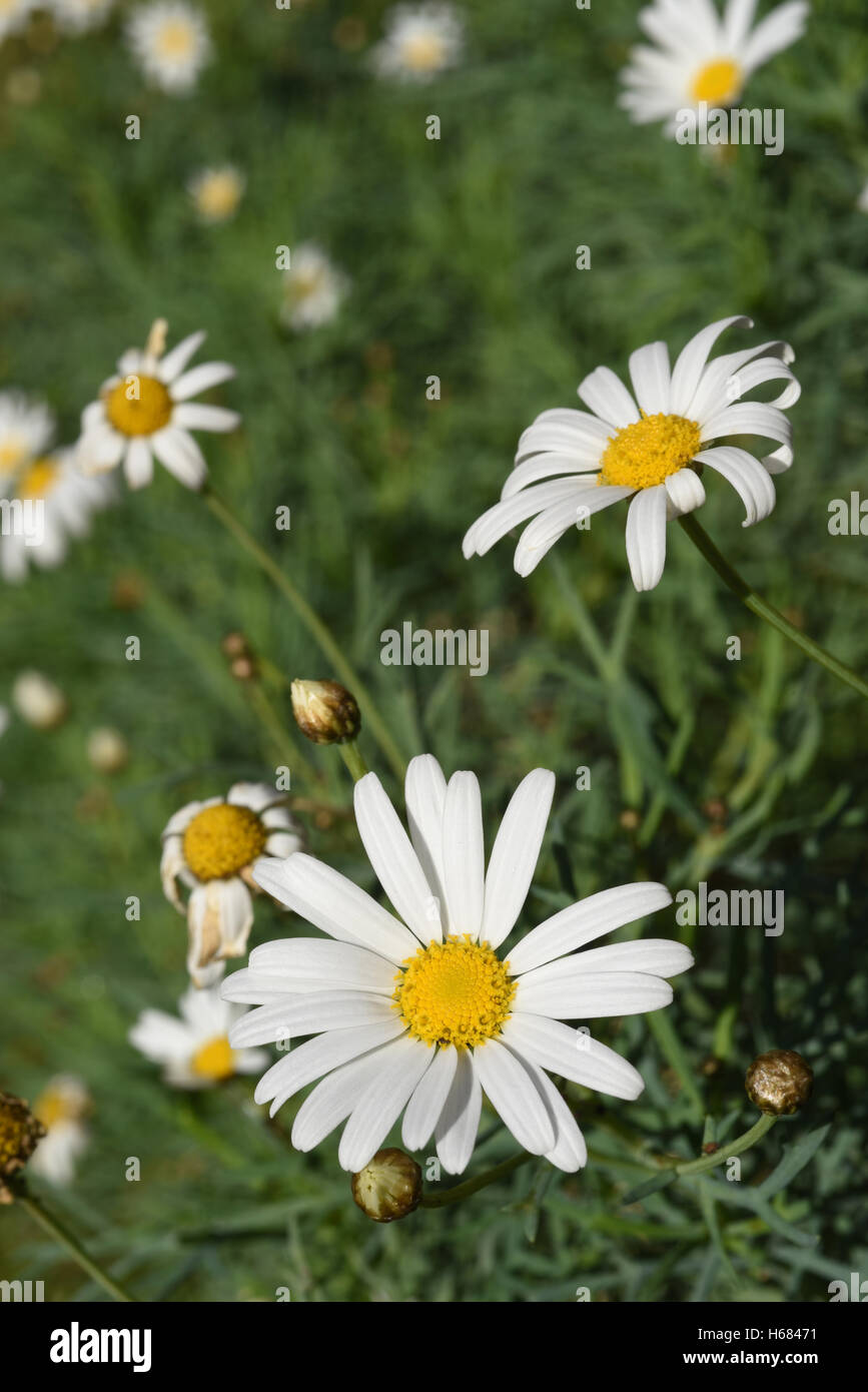 Paysage nature verte, champ de fleurs sauvages sur l'été. daisy Banque D'Images
