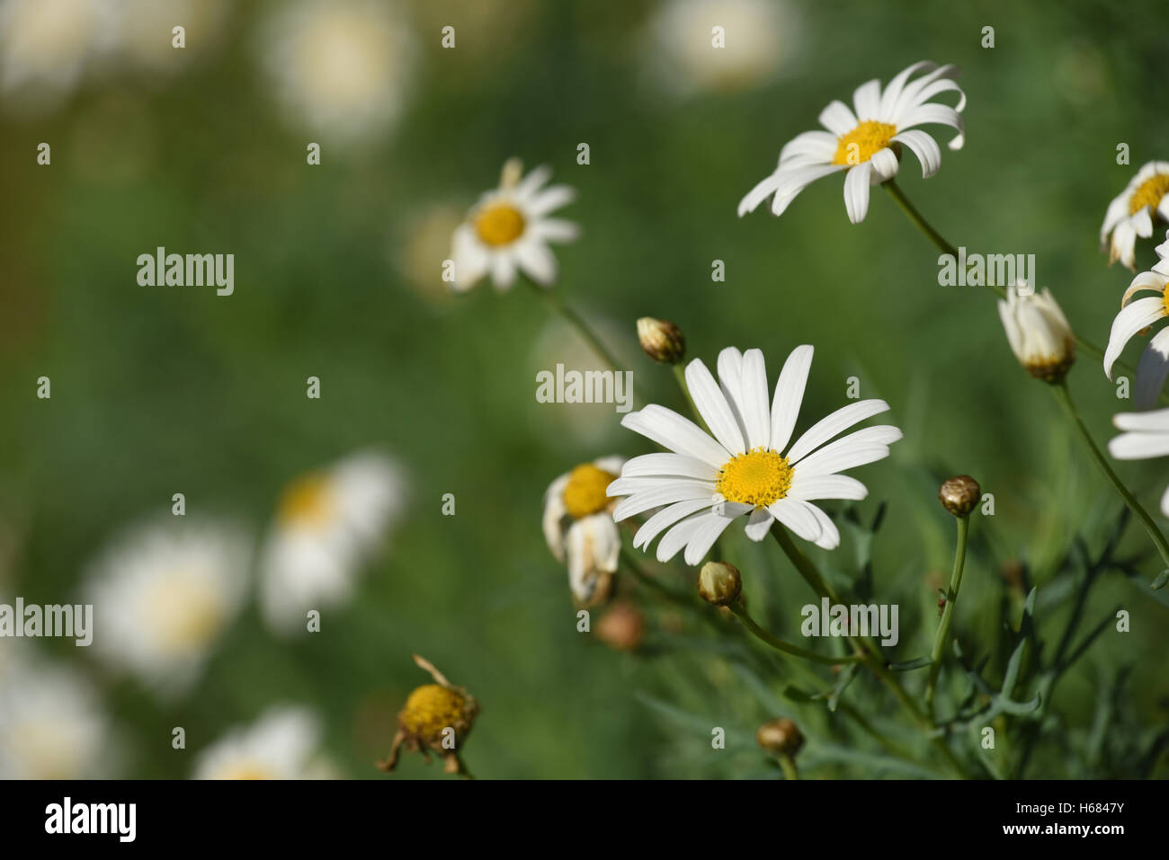 Belles fleurs Daisy sur l'été avec l'arrière-plan flou. Banque D'Images