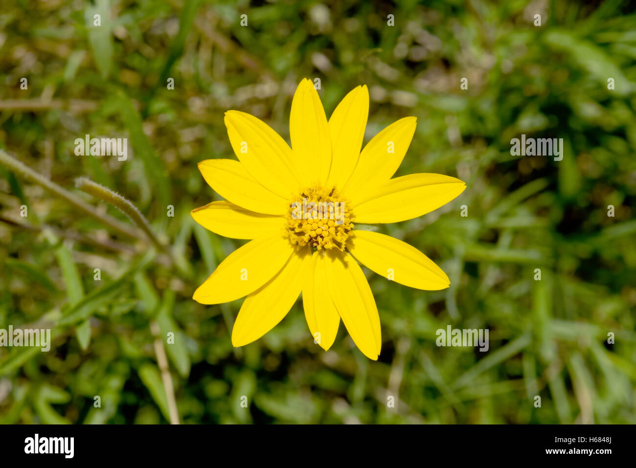 Vue de dessus de daisy flower jaune dans l'herbe verte, la nature sauvage paysage arrière-plan avec effet de flou. Banque D'Images