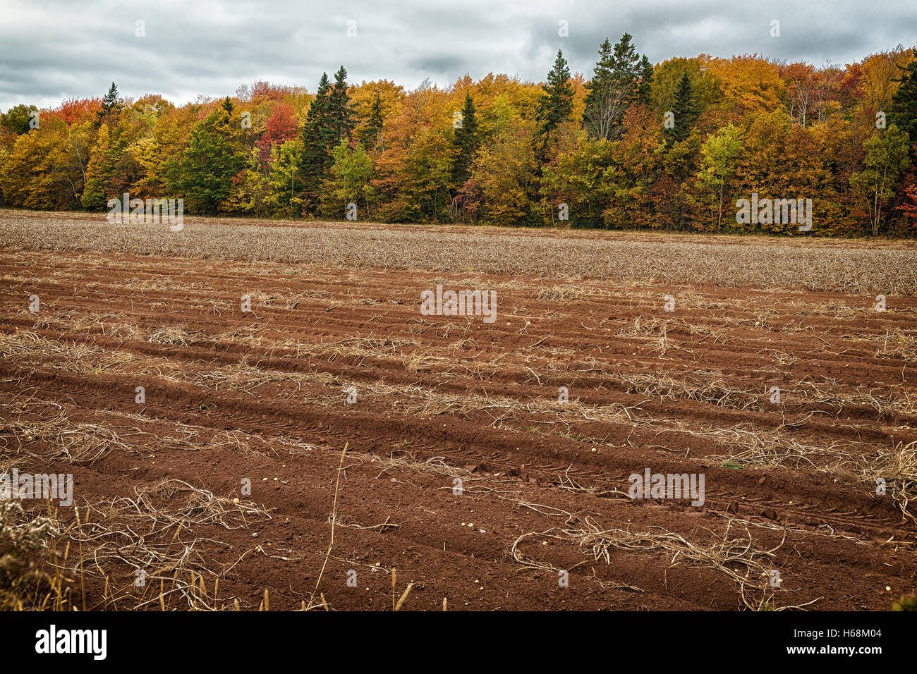 Un champ après la récolte de pommes de terre dans les régions rurales de l'Île du Prince-Édouard, Canada. Banque D'Images