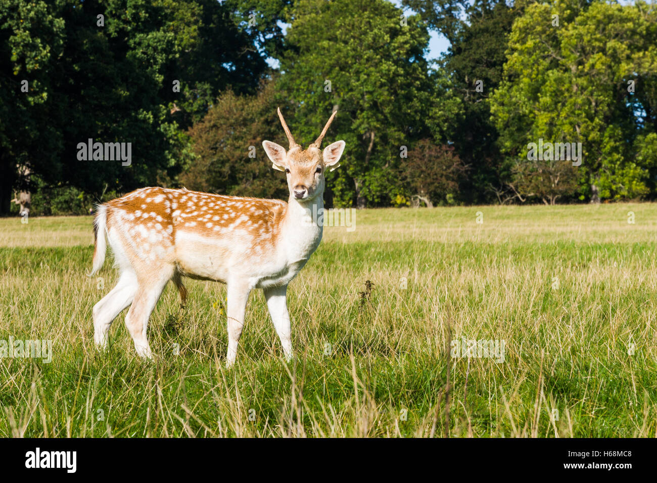 Cerfs dans Phoenix Park, Dublin Banque D'Images