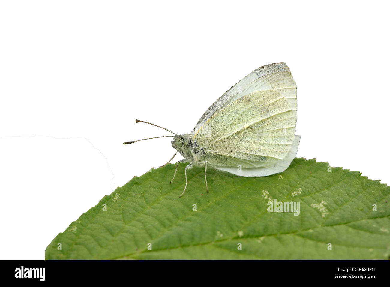 Petit papillon blanc, Pieris rapae, Midlands Banque D'Images