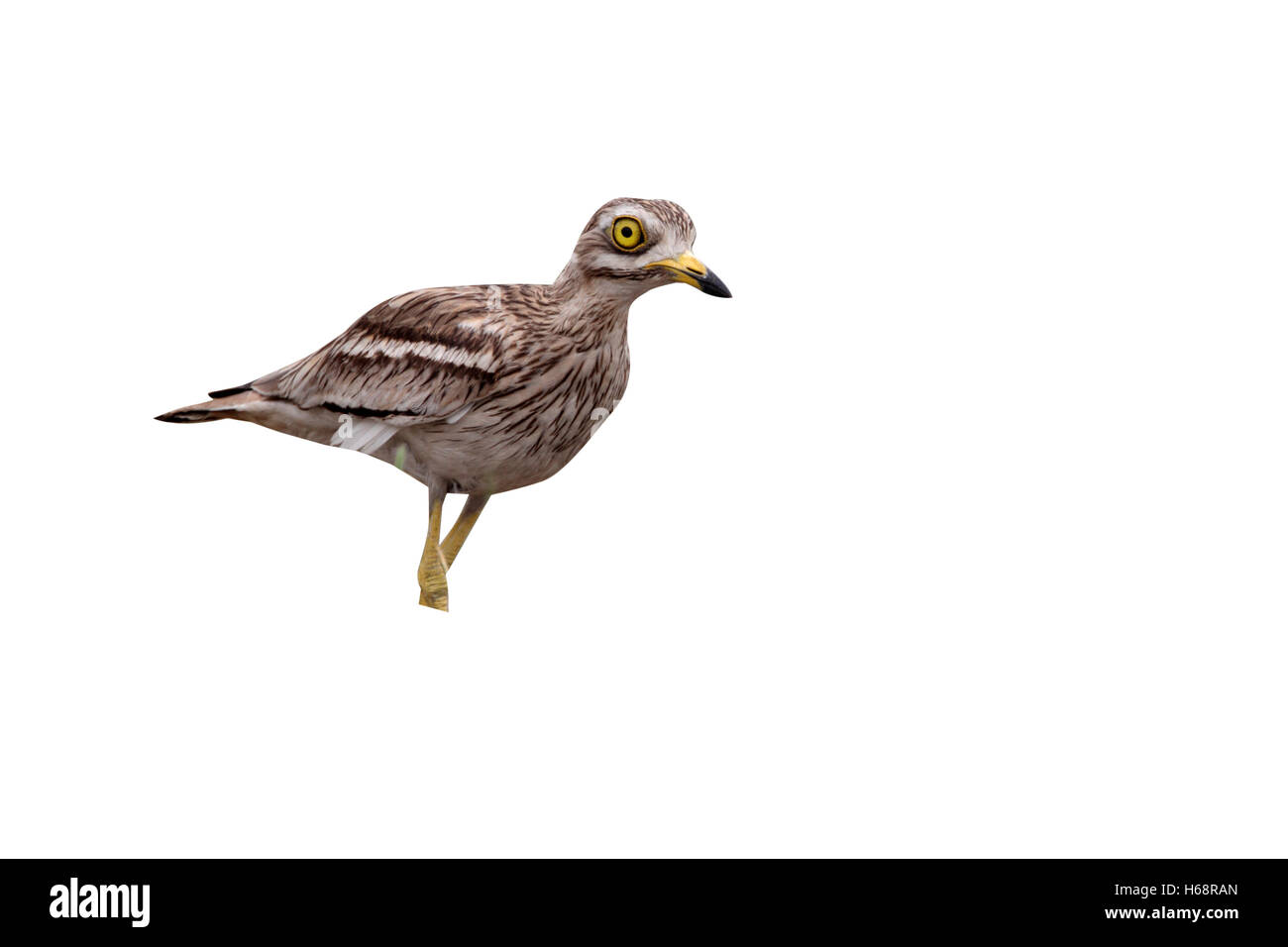 Oedicnème criard, Burhinus bistriatus, seul oiseau dans les prairies, la Bulgarie, mai 2010 Banque D'Images