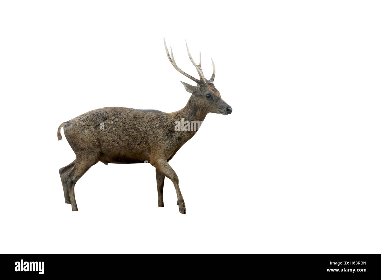 Timor oriental ou Rusa deer (Cervus timorensis, seul animal, sur la plage, l'île de Komodo, en Indonésie, en mars 2011 Banque D'Images