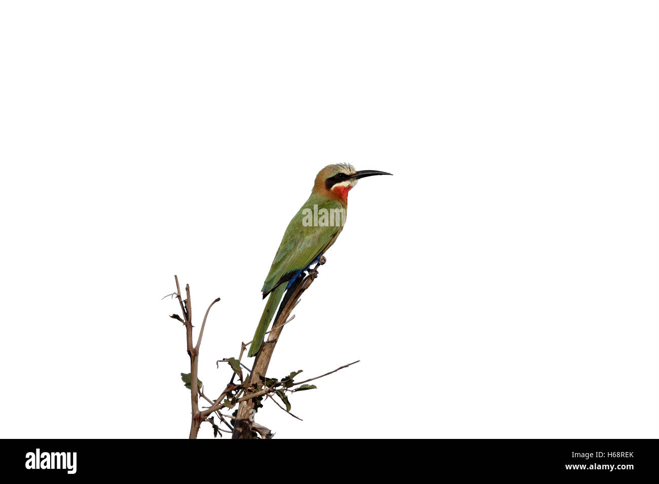 L'Oie rieuse, guêpier Merops bullockoides, seul oiseau sur la branche, Afrique du Sud, août 2015 Banque D'Images