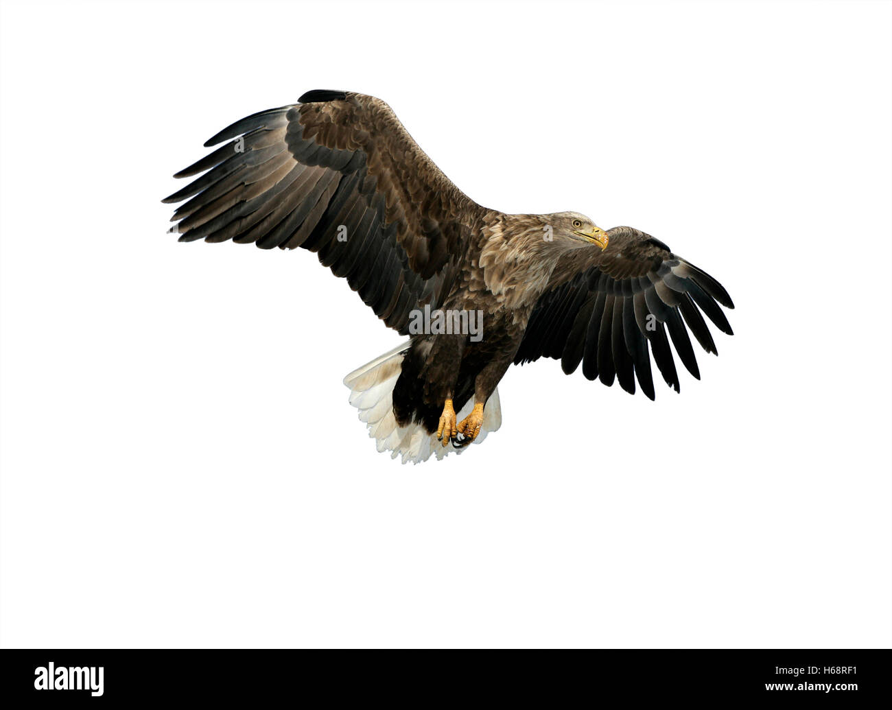 La mer à queue blanche (Haliaeetus albicilla), l'aigle, seul oiseau en vol, le Japon Banque D'Images