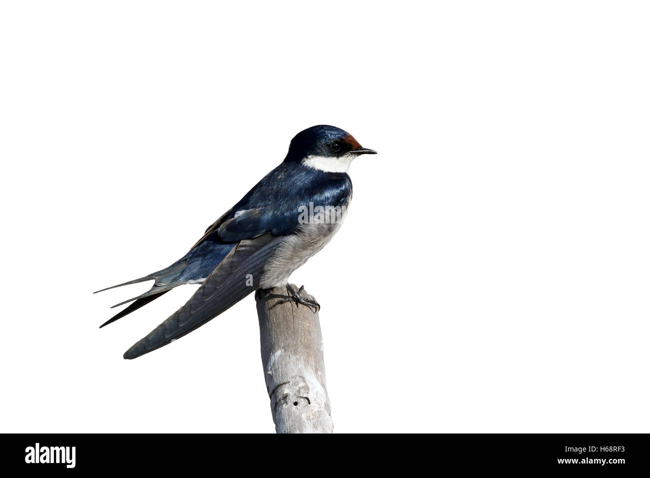 White-thoated avaler, Hirundo albigularis, seul oiseau sur la branche, Afrique du Sud, août 2015 Banque D'Images