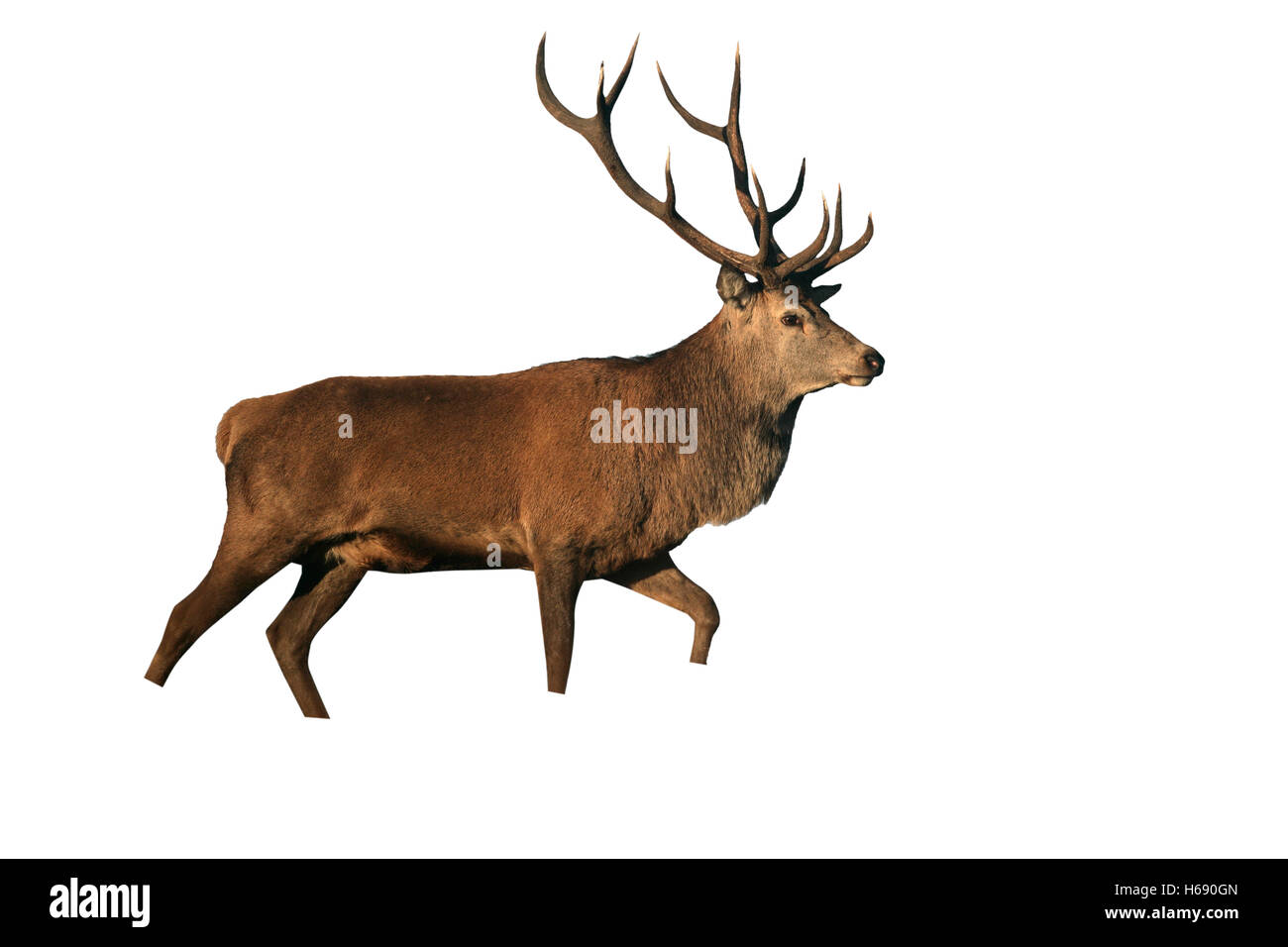 Red Deer (Cervus elaphus, homme célibataire sur herbe, Bradgate Park, Leicestershire Banque D'Images
