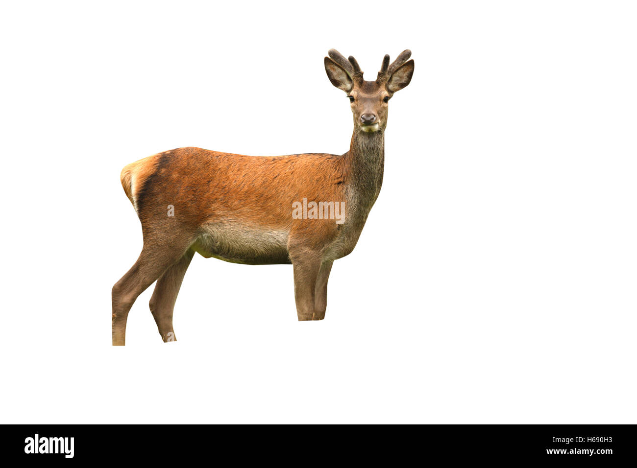 Red Deer (Cervus elaphus, seul jeune homme en velours, Islay, Hébrides, Ecosse, juillet 2008 Banque D'Images