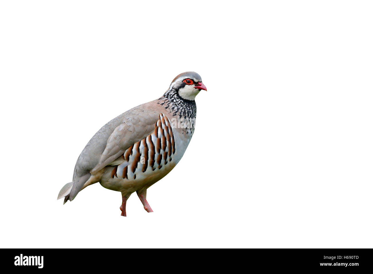 Red-legged partridge Alectoris rufa, seul oiseau sur l'herbe, dans le Warwickshire, Mai 2014 Banque D'Images
