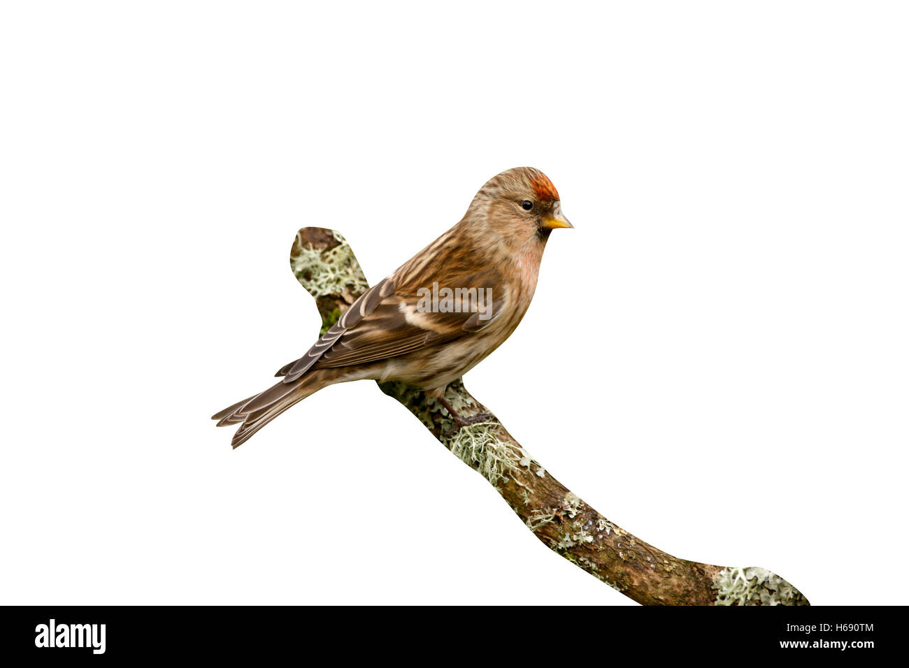 Moindre sizerin flammé, Carduelis cabaret, Gloucestershire, hiver Banque D'Images