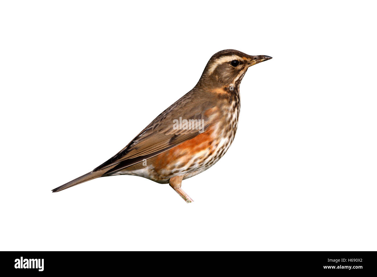 Redwing, Turdus iliacus, seul oiseau debout sur l'herbe, Goucestershire, UK, hiver Banque D'Images