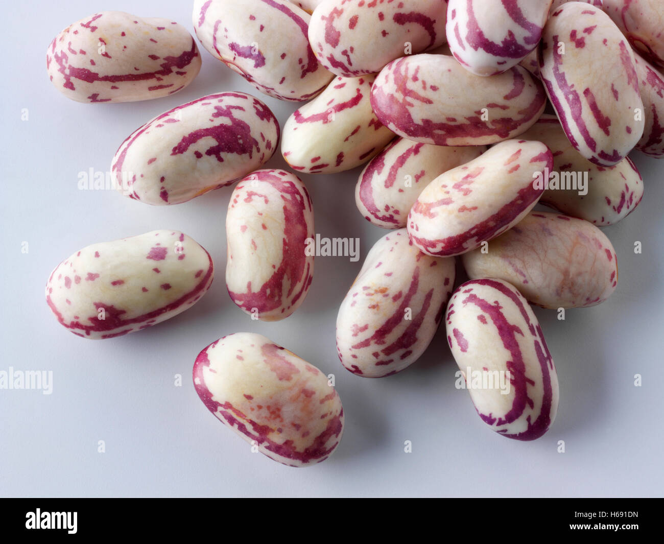 Haricots borlotti fraîchement cueillis également connus sous le nom de haricots canneberges ou haricots romains, sur fond blanc pour la découpe Banque D'Images