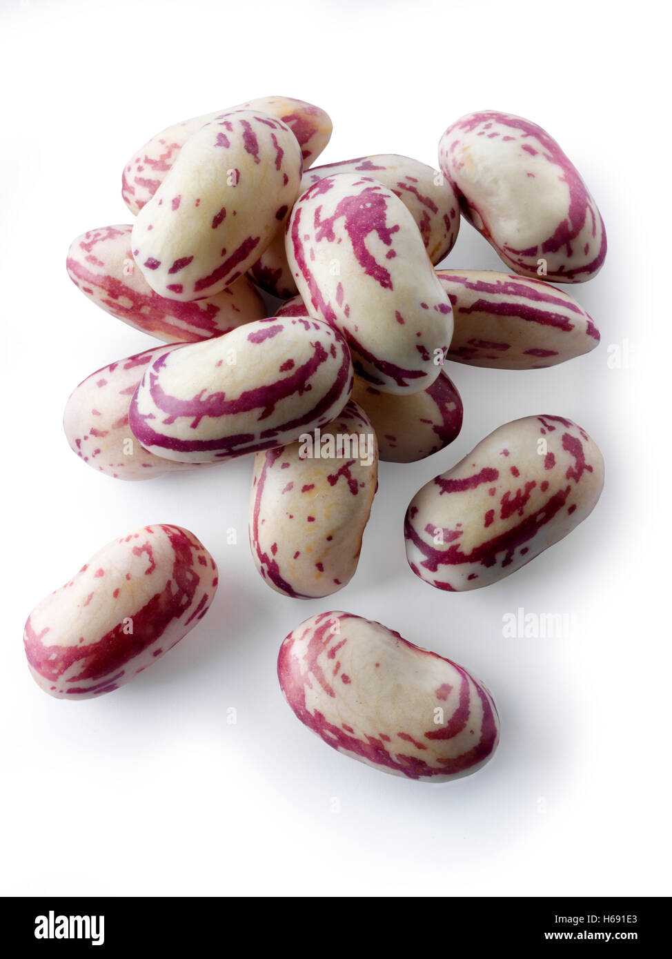 Haricots borlotti fraîchement cueillis également connus sous le nom de haricots canneberges ou haricots romains, sur fond blanc pour la découpe Banque D'Images