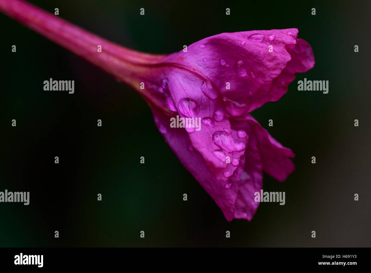 Fleur de Mirabilis, jarapa nommé merveille de Pérou. Banque D'Images