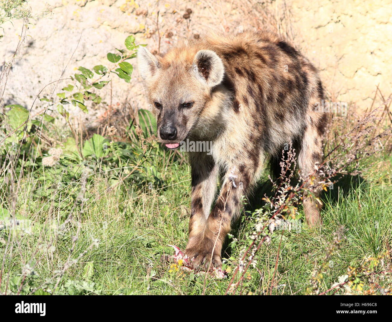 L'hyène tachetée africaine ou rire (Crocuta crocuta) en close-up Banque D'Images