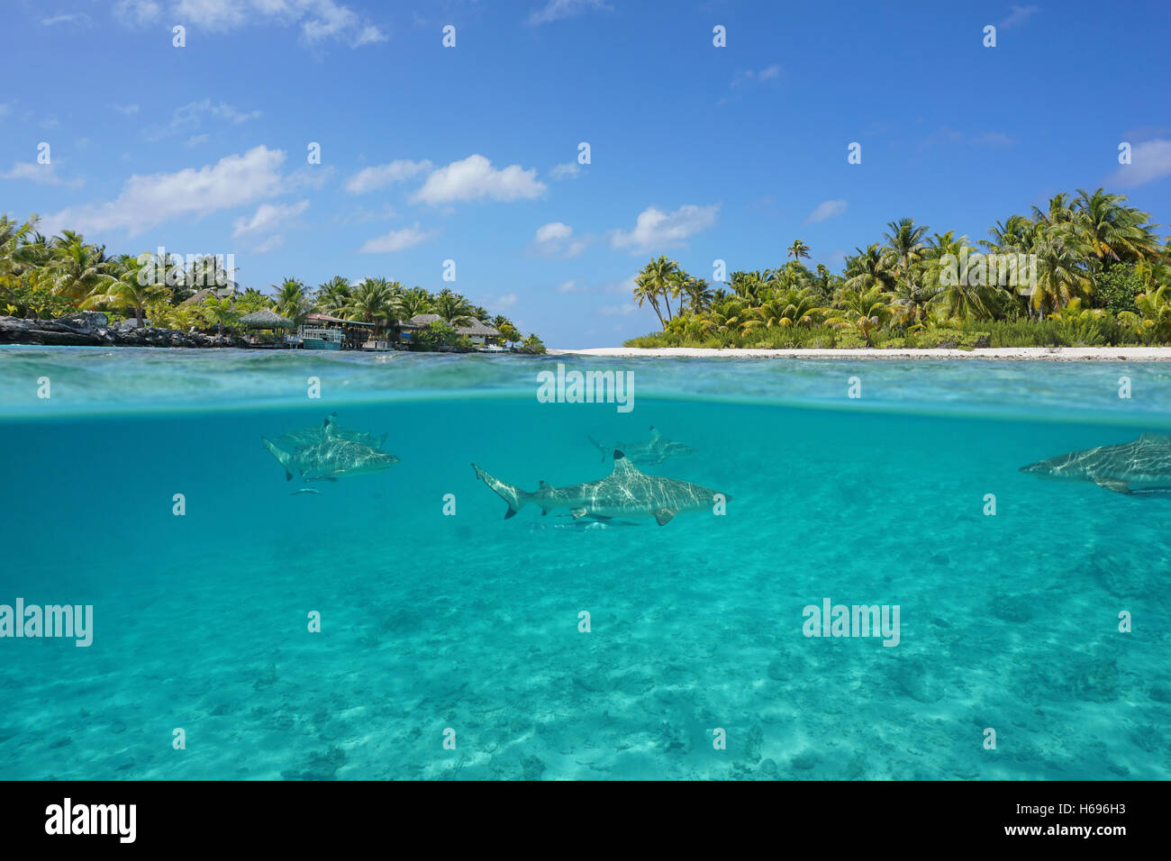 La moitié supérieure et la moitié inférieure vue d'une île tropicale, un resort et blacktip reef sharks underwater, Tikehau, Polynésie Française Banque D'Images