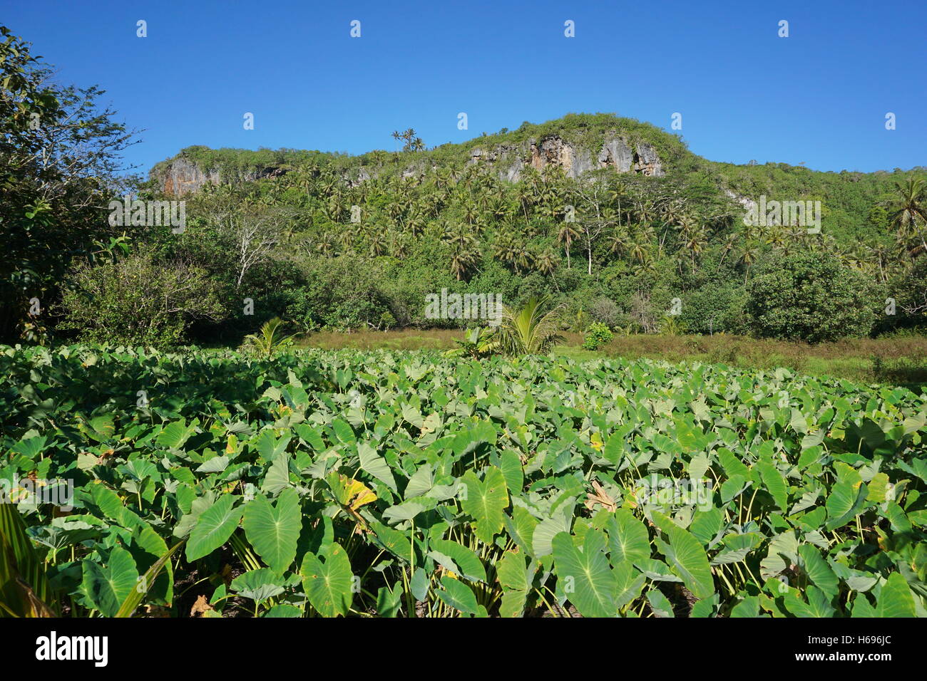 L'île de Rurutu paysage, plantation de taro, du Pacifique Sud, l'archipel des Australes, Polynésie Française Banque D'Images