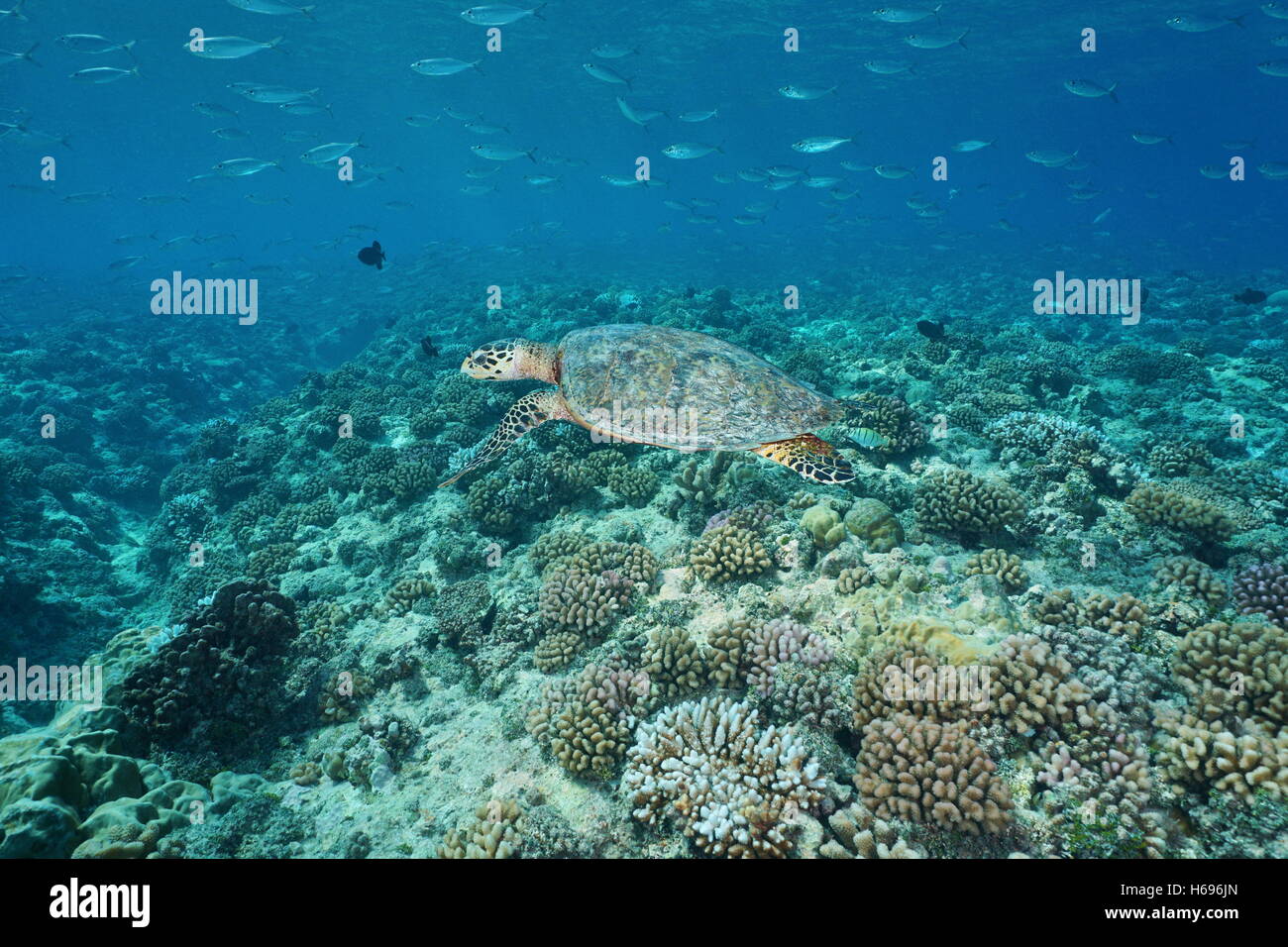 Une tortue de mer tortue imbriquée Eretmochelys imbricata, sous-marine, avec des poissons au-dessus de coraux, l'océan Pacifique, Tuamotu, Polynésie Française Banque D'Images