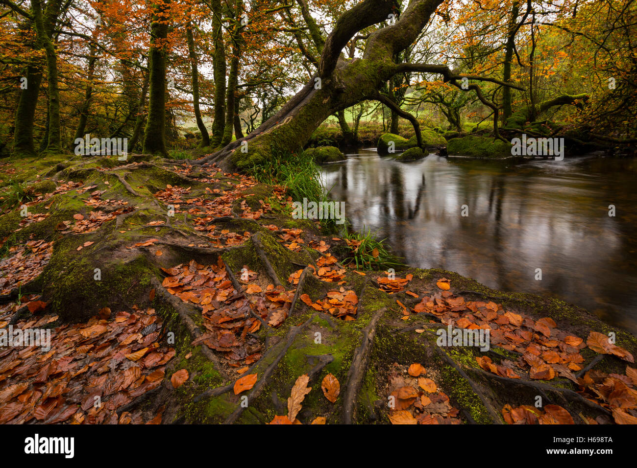 Golitha Falls, dans l'automne à East Cornwall Banque D'Images