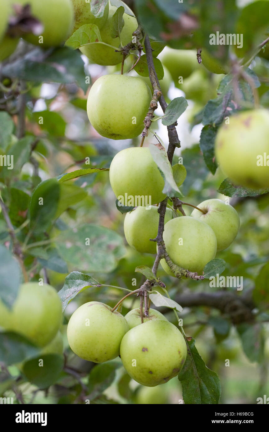 Pommes Golden Delicious sur l'arbre. Banque D'Images