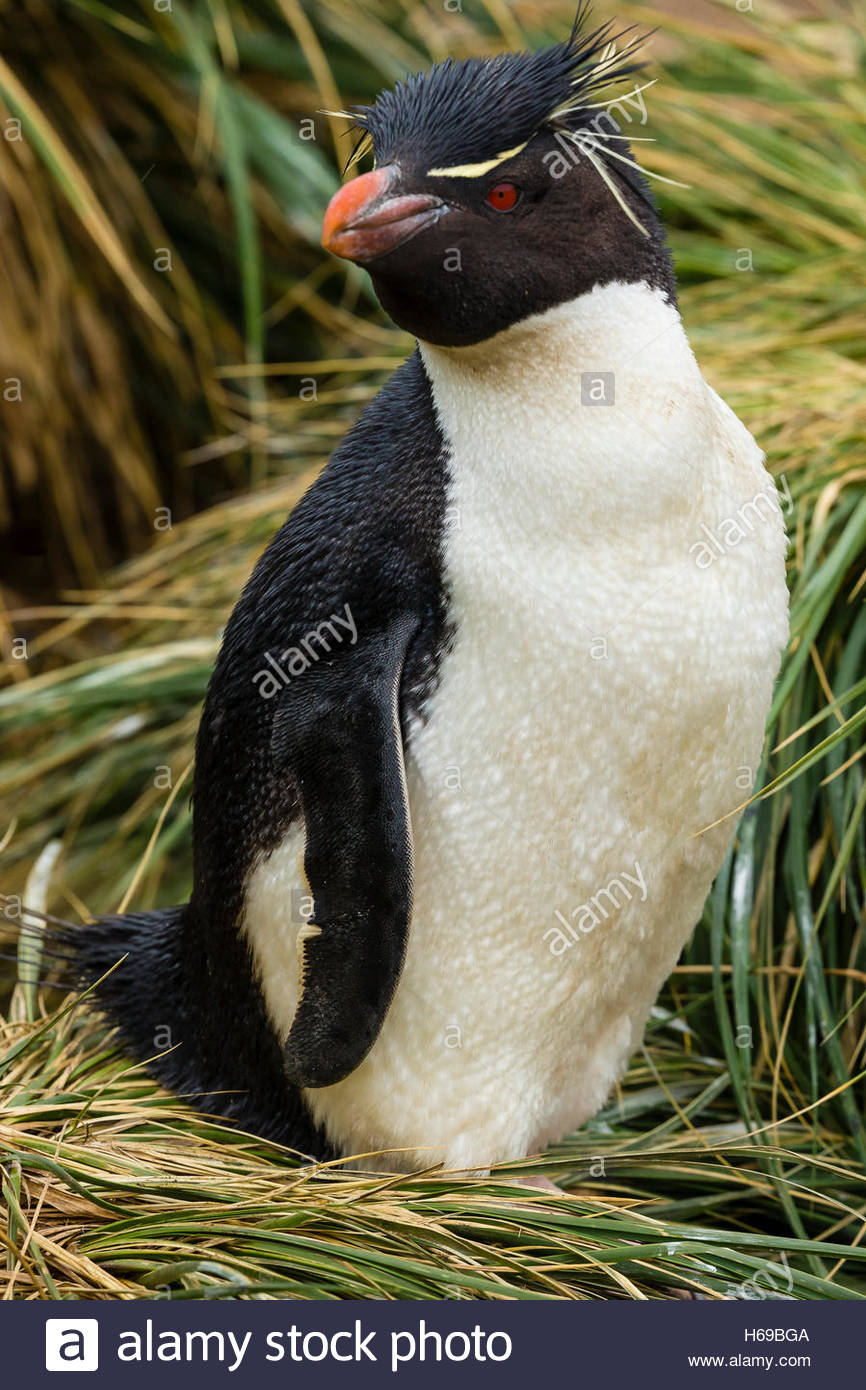 Un portrait d'un Rockhopper Penguin sur New Island dans les îles Falkland. Banque D'Images