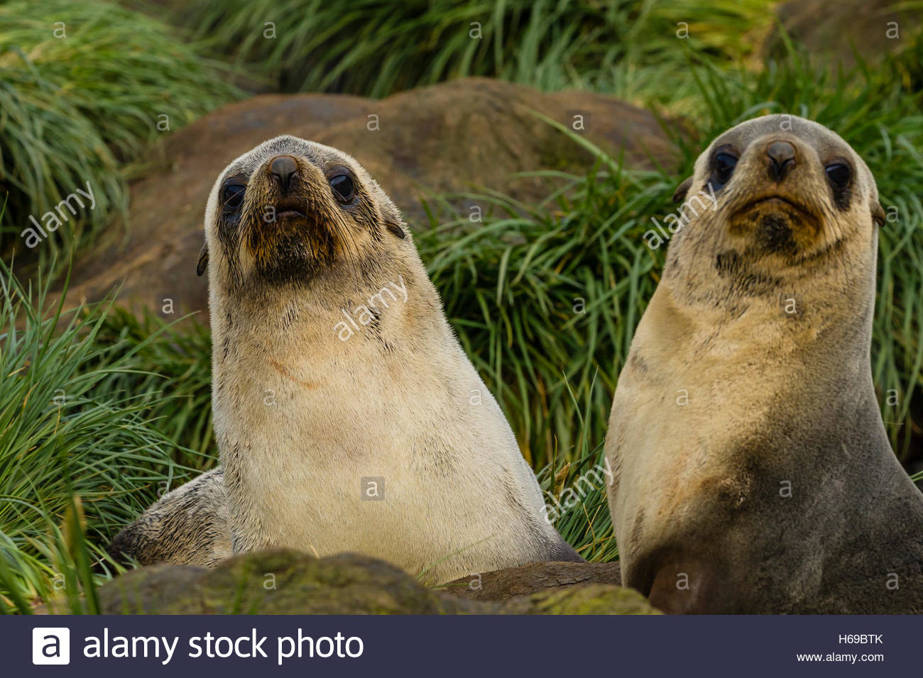 Deux mignon et curieux des bébés phoques à fourrure de l'Antarctique près de Cooper Bay en Géorgie du Sud, l'Antarctique. Banque D'Images