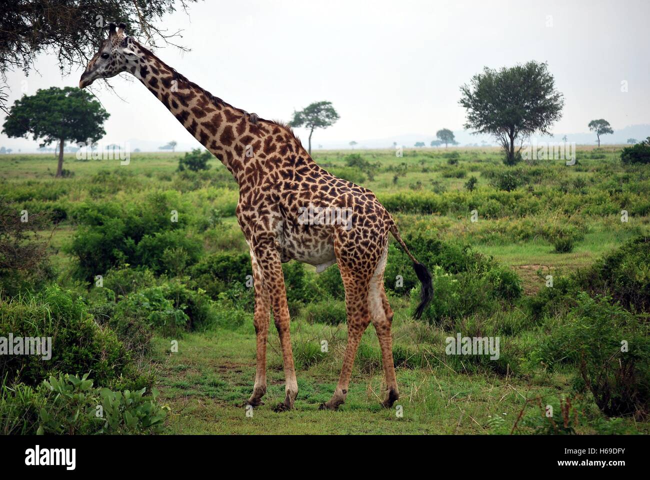 Girafe qui mange les feuilles des arbres dans la prairie de la Tanzanie Banque D'Images