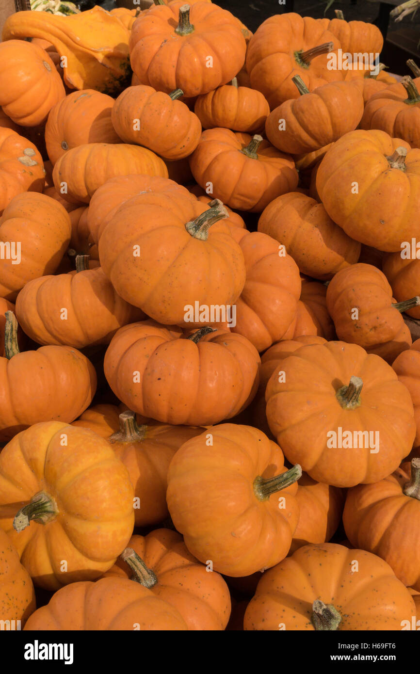 Les citrouilles miniatures Banque D'Images