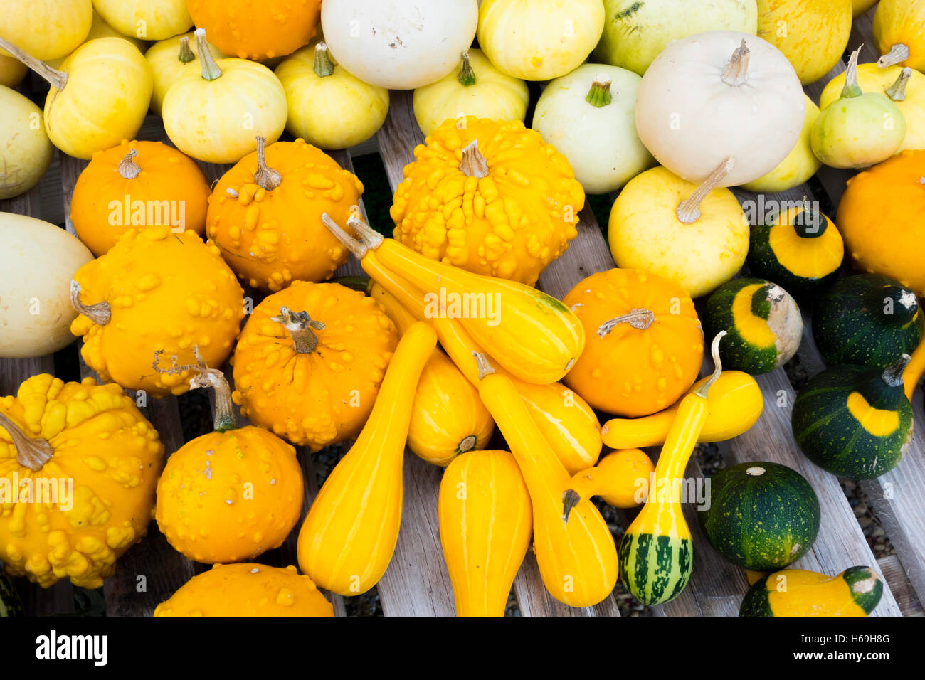 Assortiment de petit jaune vert et blanc sale à l'Helmsley Walled Garden North Yorkshire Angleterre UK Banque D'Images