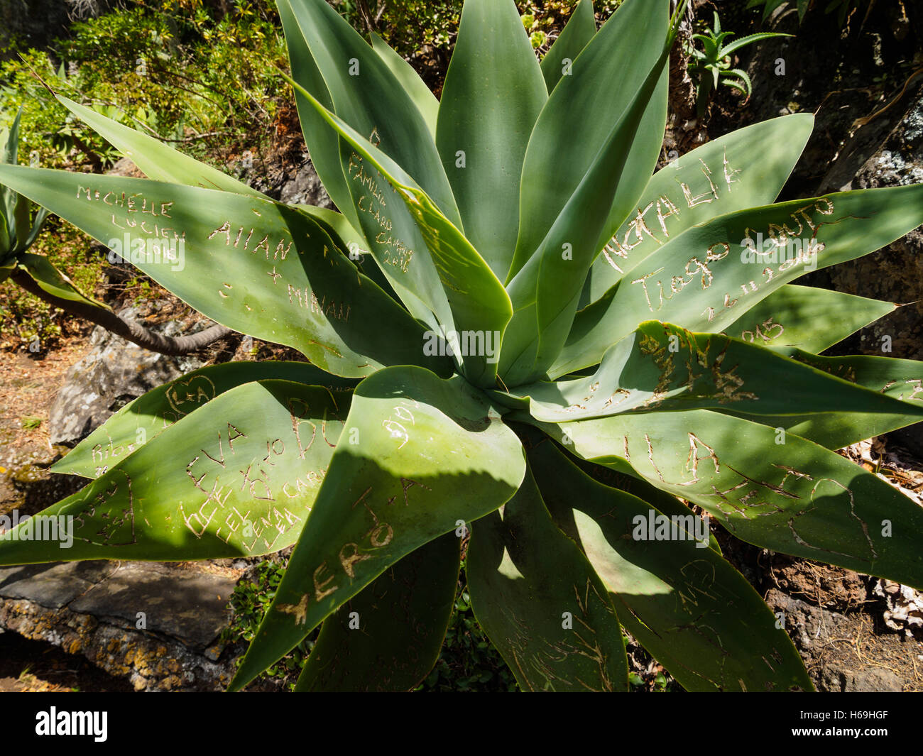 Les visiteurs du jardin botanique de Madère Funchal ont gravé leurs noms et initiales dans certaines feuilles de cactus Banque D'Images