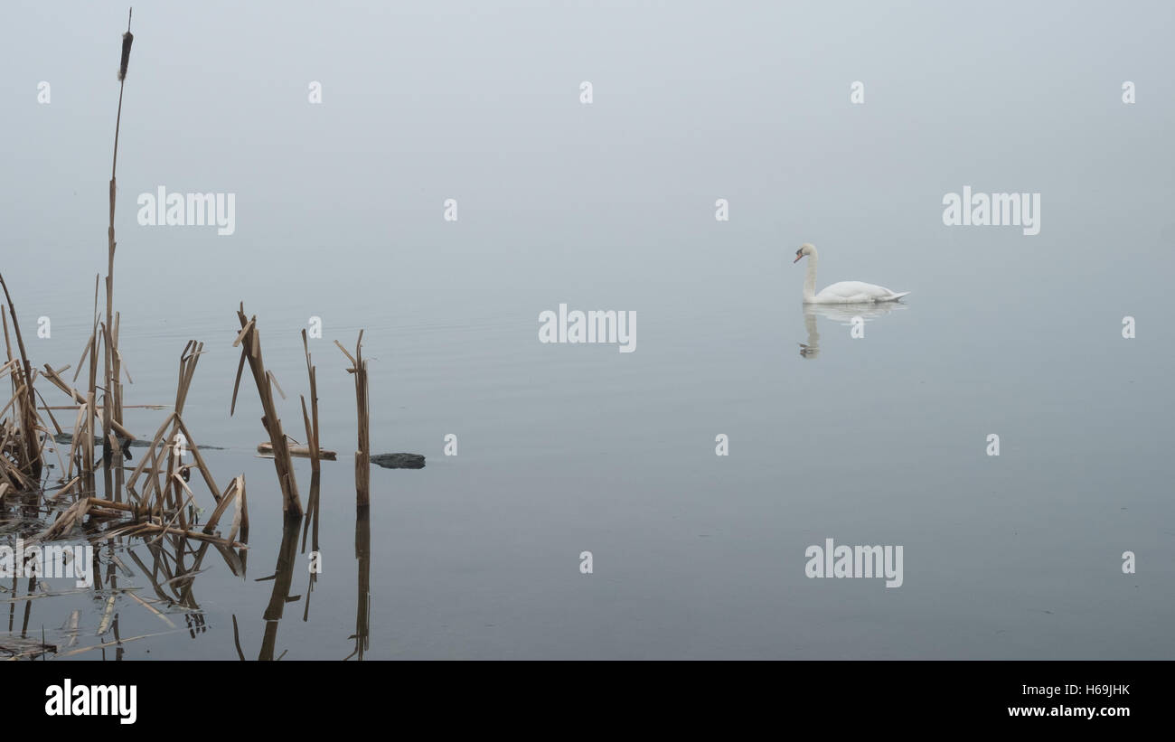 Un cygne glisse sur l'eau à plat sur un jour brumeux Banque D'Images