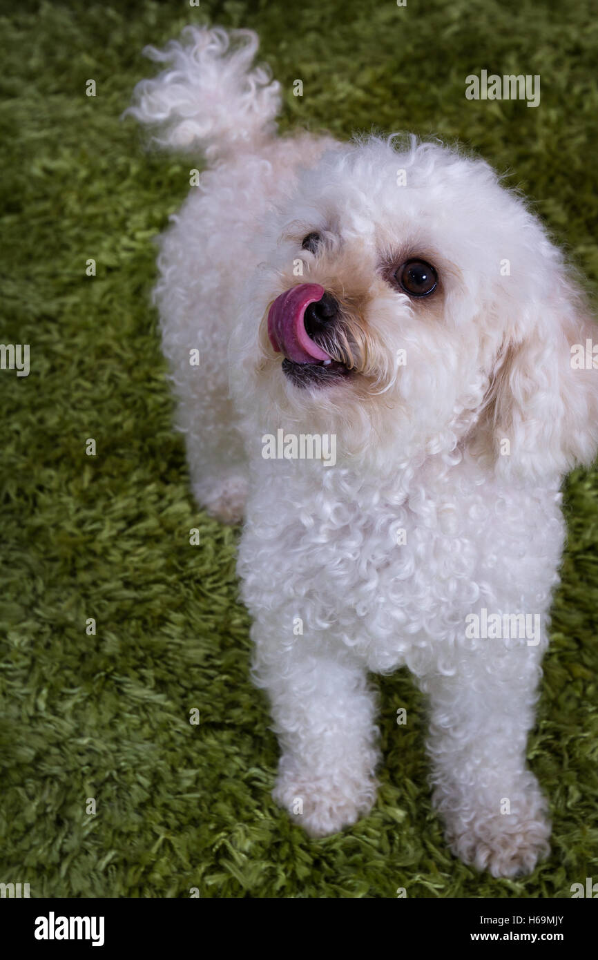 Close Up D Un Beau Caniche Toy Blanc Sur Un Tapis Vert Photo Stock Alamy Close Up D Un Beau Caniche Toy Blanc Sur Un Tapis Vert Photo Stock Alamy