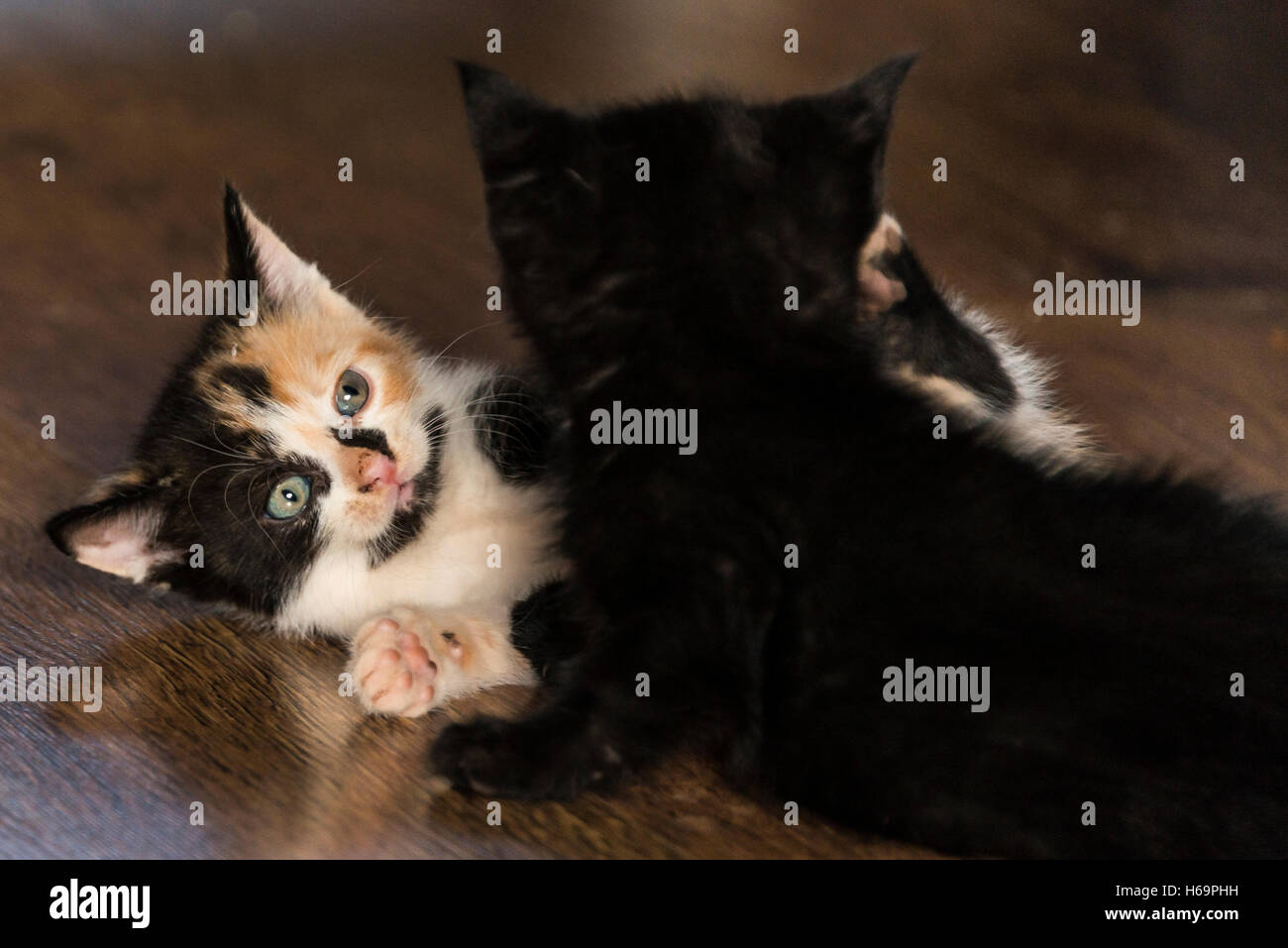 Un noir ecaille kitten playing combats Banque D'Images