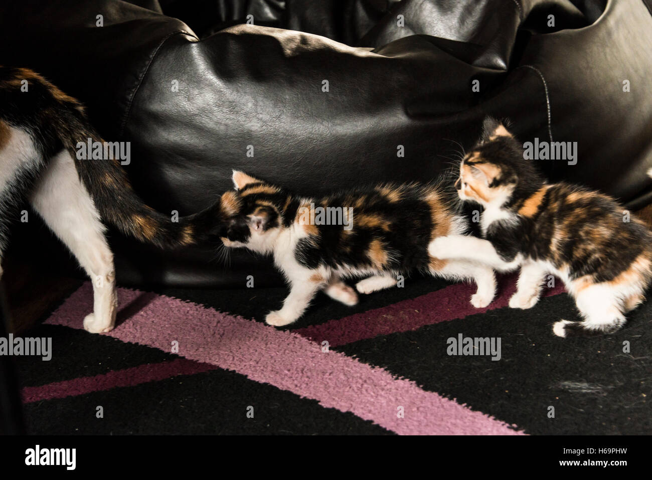 Deux chatons écaille après leur maman Banque D'Images