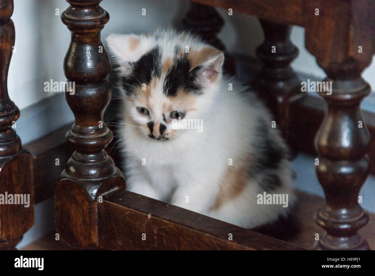 Un chaton écaille se cachant sous un nid de tables Banque D'Images