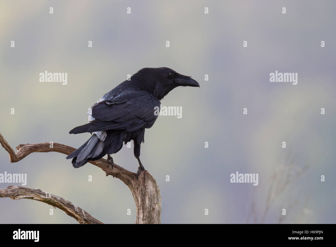 Kolkrabe, Corvus corax, Grand Corbeau Banque D'Images