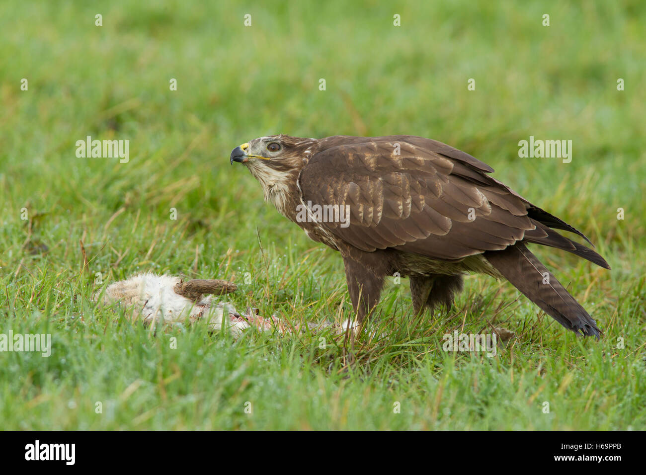 Buse variable (Buteo buteo), adultes se nourrissent de proies de lapin, en pelouse, terres agricoles, West Yorkshire, Angleterre, Novembre Banque D'Images