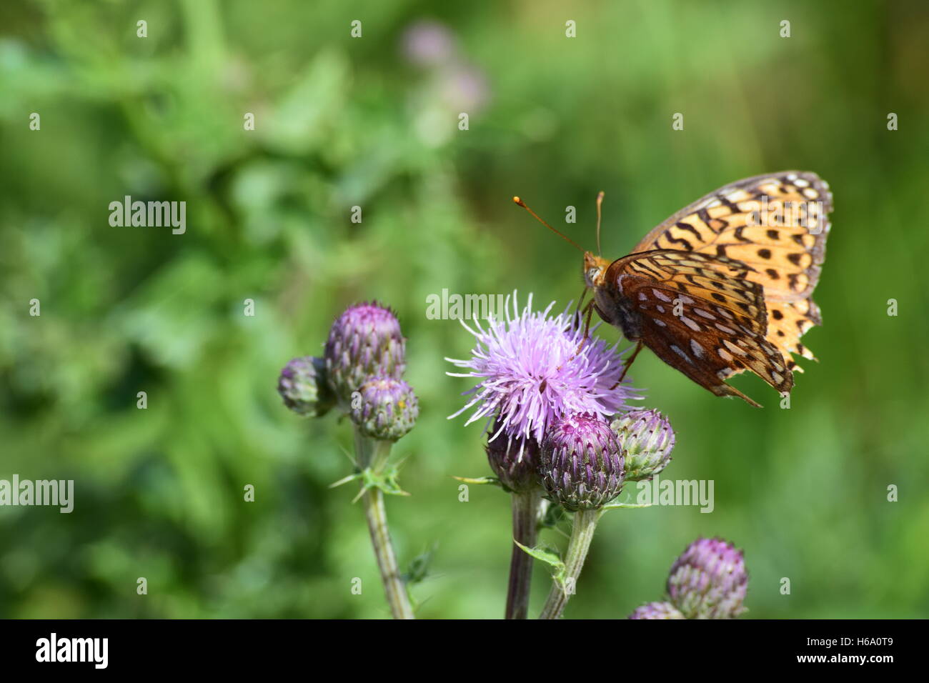 Un Arctique Fritillary butterfly repose sur une fleur. Banque D'Images