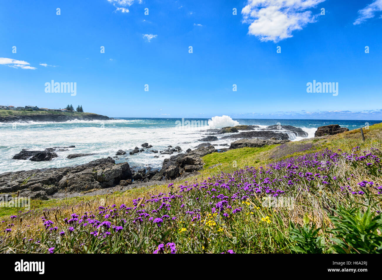Paysage le long de la côte avec de plus en plus de fleurs sauvages au printemps et en été à Kiama, Côte d'Illawarra, New South Wales, NSW, Australie Banque D'Images