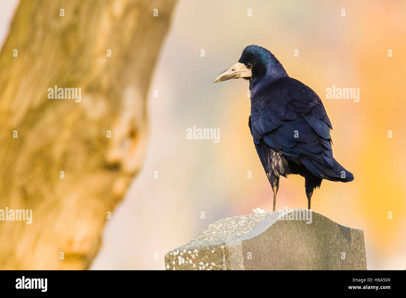 Cimetière - crow sur une pierre tombale, reflective photo au cimetière Banque D'Images Cimetière - crow sur une pierre tombale, reflective photo au cimetière Banque D'Images