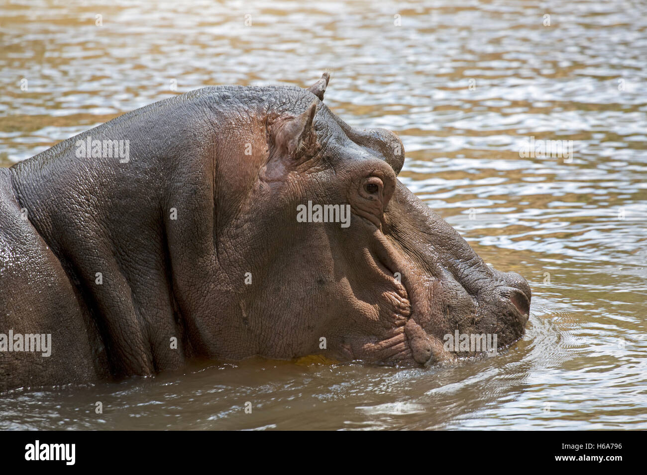 Close up de la tête d'Hippo dans le Parc National de Meru, Kenya Banque D'Images