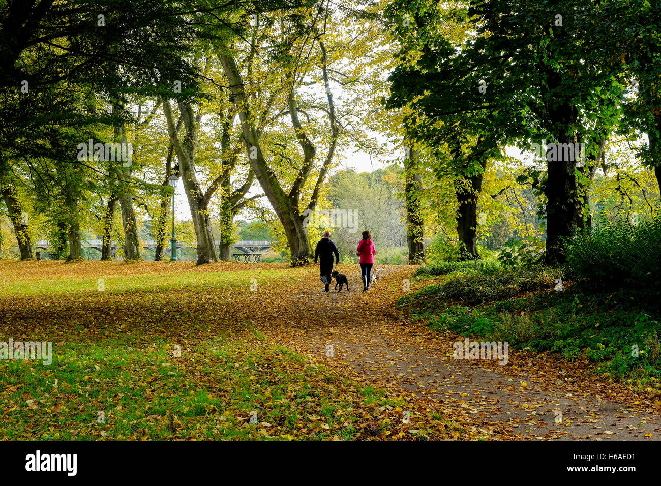 Preston, Royaume-Uni. 26 octobre, 2016. Météo britannique. Un jour doux avec des périodes de soleil fait ressortir les magnifiques couleurs d'automne dans la région de Preston's Avenham Park dans le centre-ville. Crédit : Paul Melling/Alamy Live News Banque D'Images