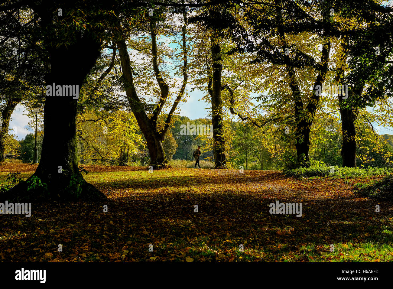Preston, Royaume-Uni. 26 octobre, 2016. Météo britannique. Un jour doux avec des périodes de soleil fait ressortir les magnifiques couleurs d'automne dans la région de Preston's Avenham Park dans le centre-ville. Crédit : Paul Melling/Alamy Live News Banque D'Images