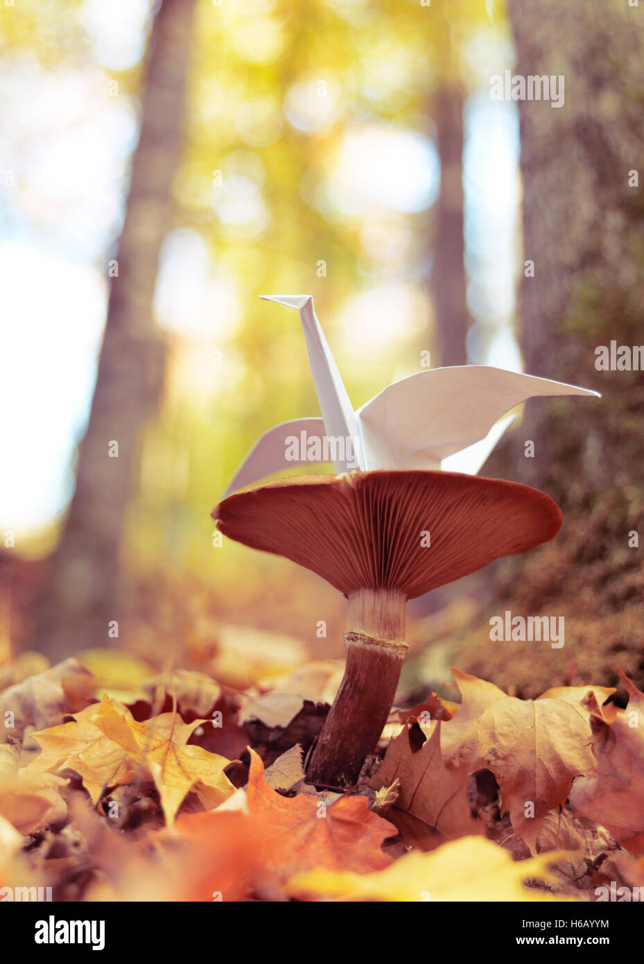 Papier Origami crane assis sur un champignon à l'extérieur dans les paramètres automne nature Banque D'Images