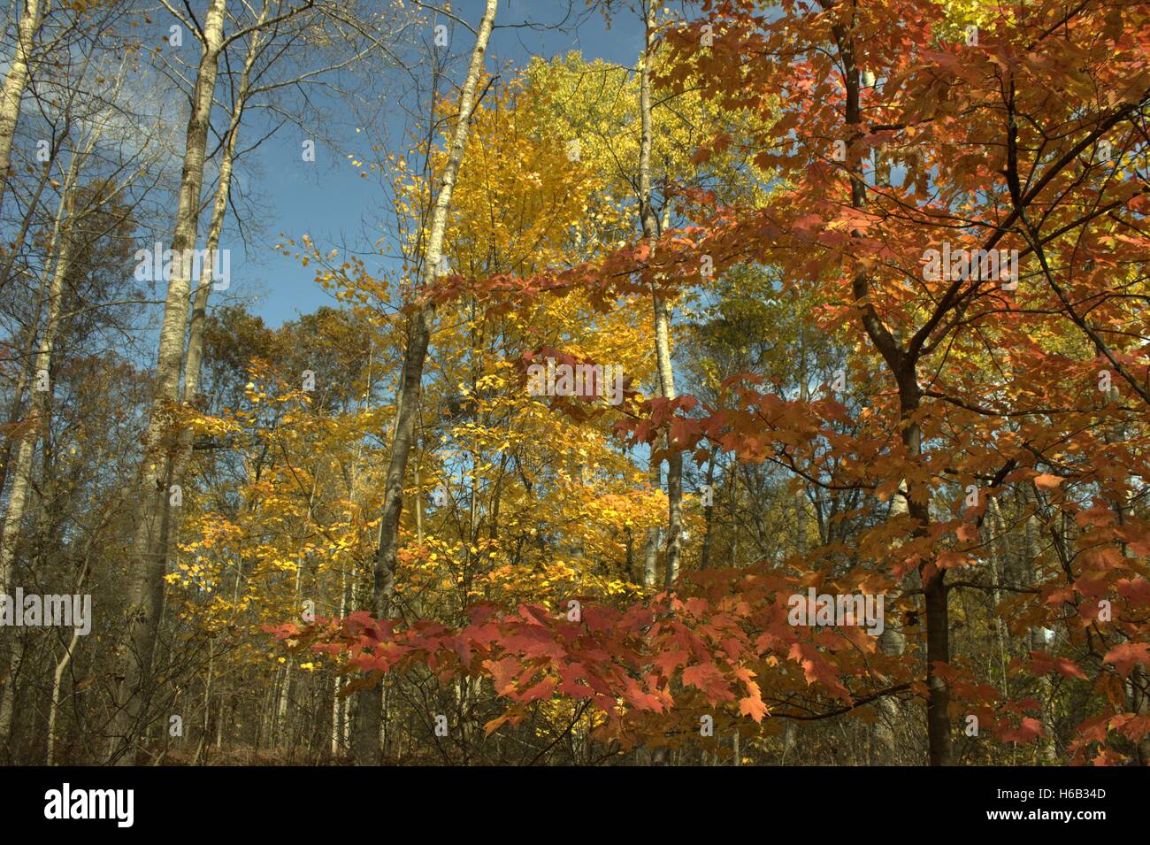 Couleurs d'automne, d'érables et de peupliers, le comté d'Osceola, Michigan Banque D'Images