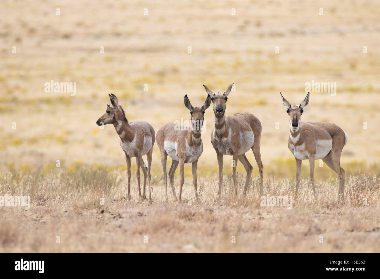 Les antilopes pronghorn femelle gardant un œil de moi Banque D'Images